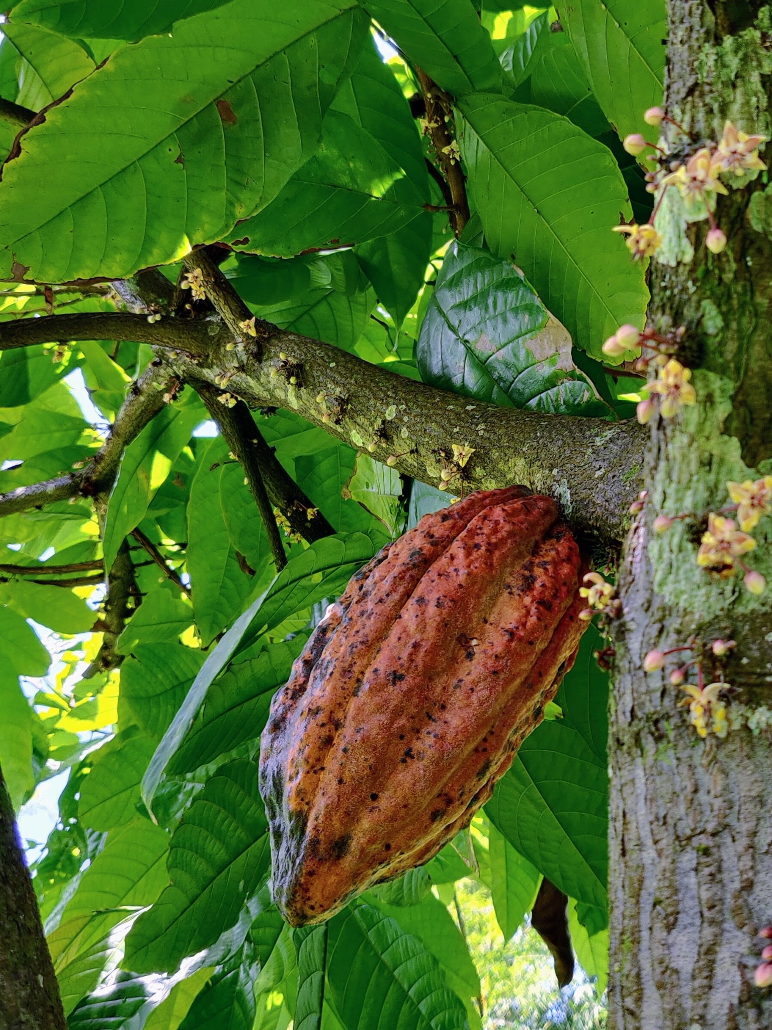 cacao tree (Theobroma cacao) · iNaturalist