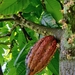 Cacao Tree - Photo (c) Mikaeel, some rights reserved (CC BY-NC), uploaded by Mikaeel