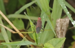 Leptocoris tagalicus