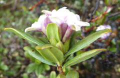 Daphne retusa