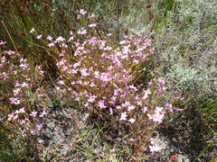 Lachnaea uniflora