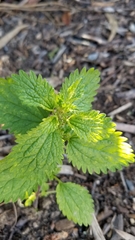 Urtica urens