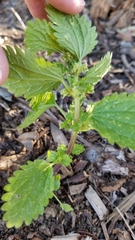 Urtica urens
