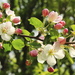 European Wild Apple - Photo (c) yury-redkin, some rights reserved (CC BY-NC), uploaded by yury-redkin