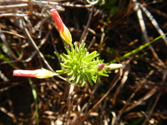 Oxalis tenuifolia