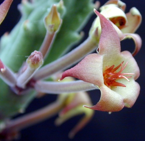 Gonostemon surrectus (N.E.Br.) P.V.Heath 3