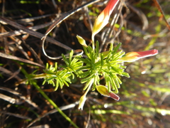 Oxalis tenuifolia