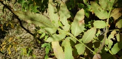 Bursera cuneata