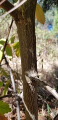 Bursera cuneata