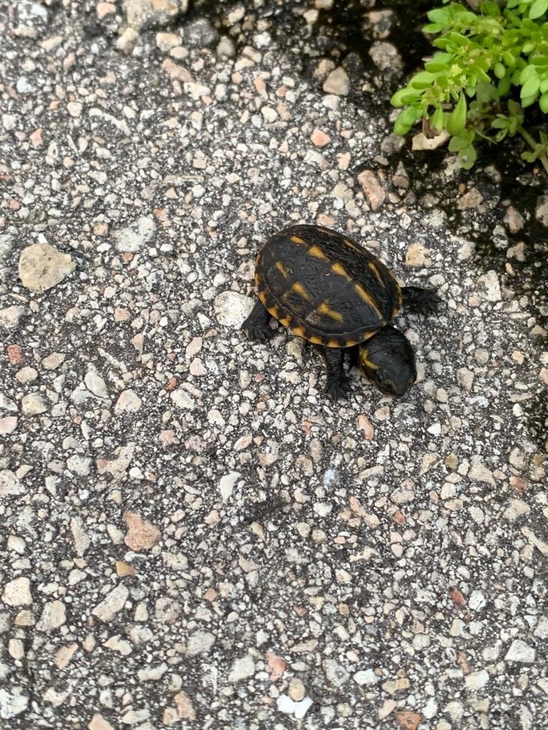 Striped Mud Turtle from Everglades National Park, Homestead, FL, US on ...