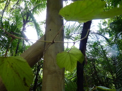 Vitis tiliifolia