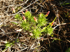 Oxalis tenuifolia