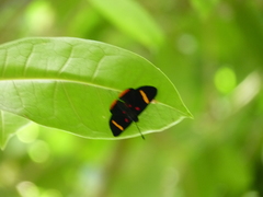 Melanis electron