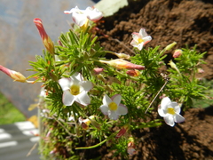 Oxalis tenuifolia
