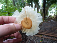 Aspidosperma