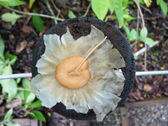 Aspidosperma