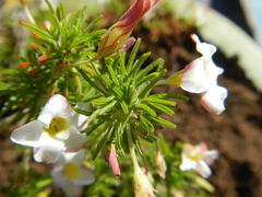 Oxalis tenuifolia