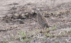 Coturnix pectoralis