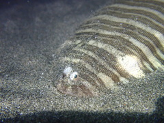 Banded Sole photo 5