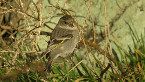 Black-chinned Siskin