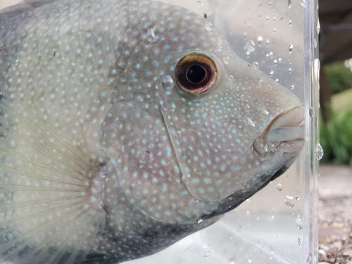 Texas-cichlide (Herichthys cyanoguttatus) — Cichlidae — 4