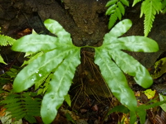 Lygodium heterodoxum