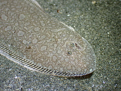 Black Cow-Tongue photo 1