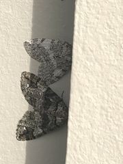 Hydriomena albifasciata