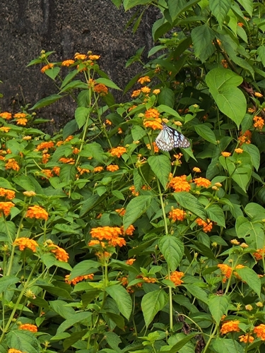Photo of Blue Tiger (Tirumala limniace)