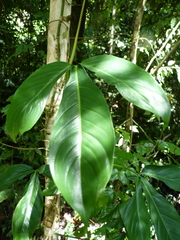 Philodendron tripartitum