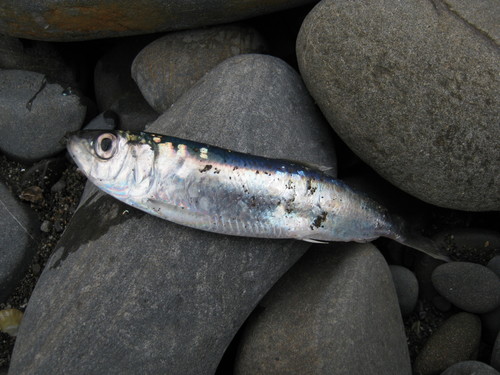 Atlantic Herring