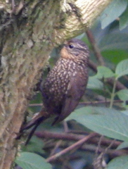 Premnoplex brunnescens