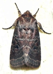 Orthodes cynica