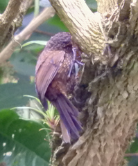 Premnoplex brunnescens