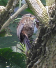 Premnoplex brunnescens