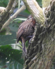 Premnoplex brunnescens