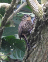 Premnoplex brunnescens