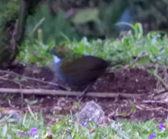 Arremon brunneinucha