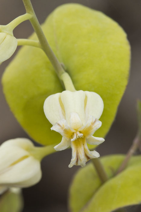 Streptanthus diversifolius