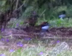 Arremon brunneinucha