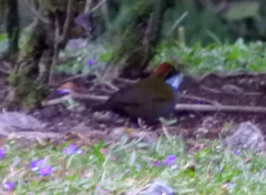 Arremon brunneinucha