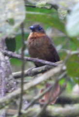 Thripadectes rufobrunneus