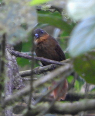 Thripadectes rufobrunneus