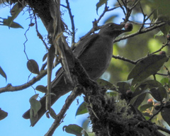 Turdus plebejus