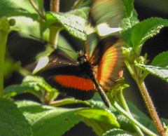 Heliconius clysonymus montanus