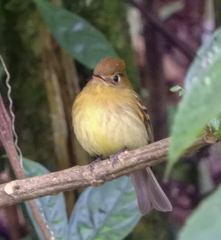 Empidonax flavescens