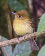 Empidonax flavescens