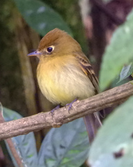 Empidonax flavescens