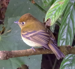 Empidonax flavescens