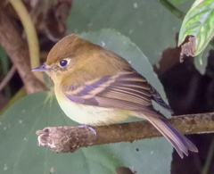 Empidonax flavescens